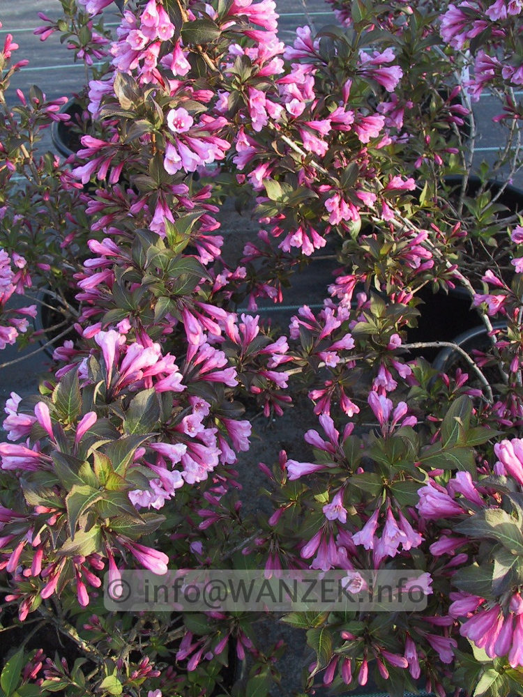 Weigela florida Purpurea.jpg